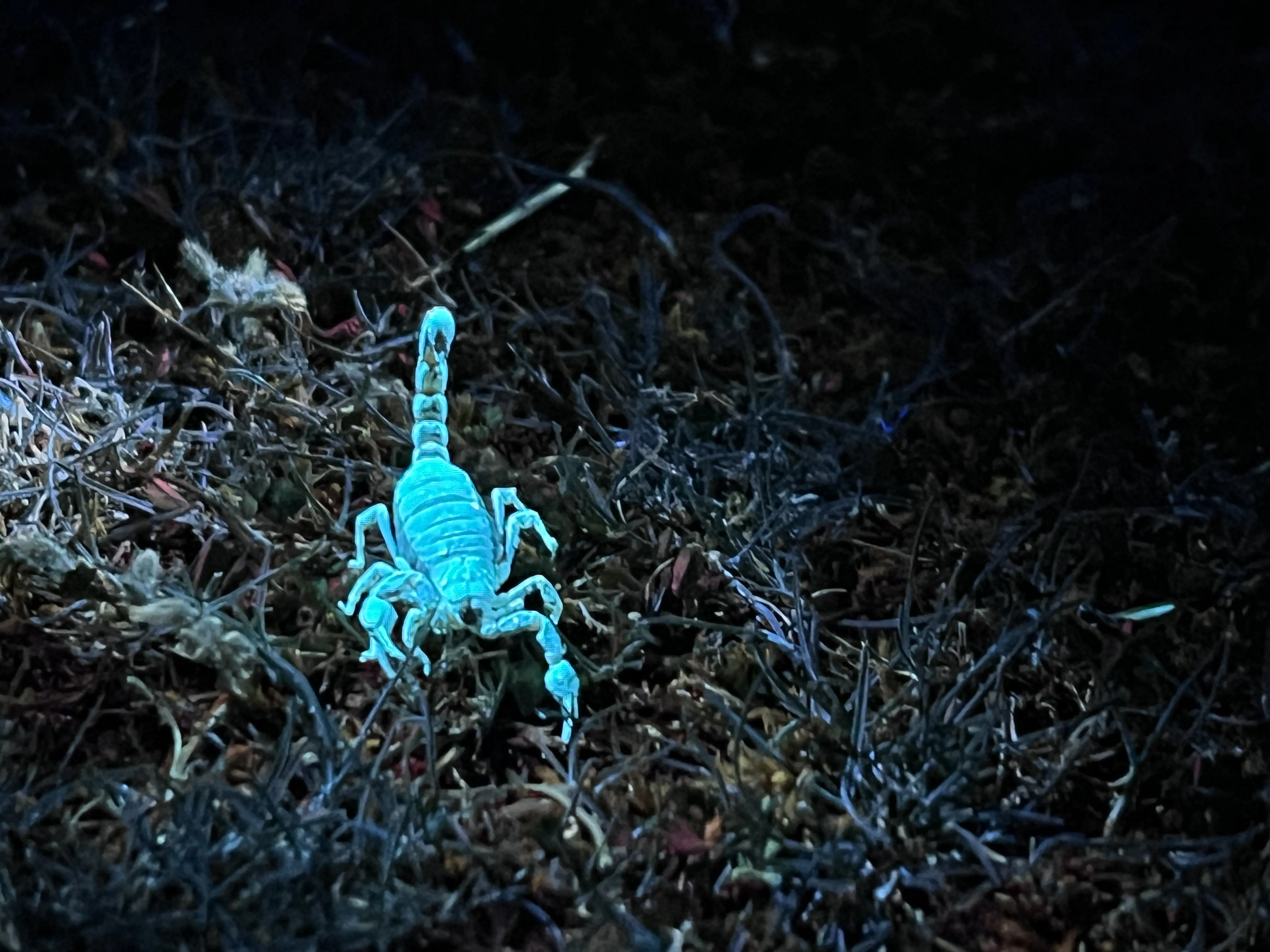 Brightly coloured scorpion under UV light.